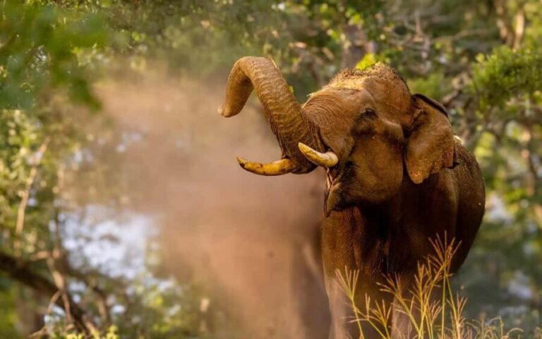 Wildlife Private Day Tour- Mysore to Bandipur National Park - Key Points