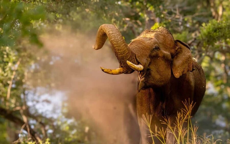 Wildlife Private Day Tour- Mysore to Bandipur National Park - Key Points