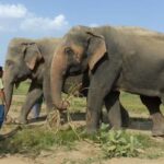 Wildlife SOS Elephant Sanctuary & Taj Mahal Tour from Delhi - Who Is This Tour Best For?
