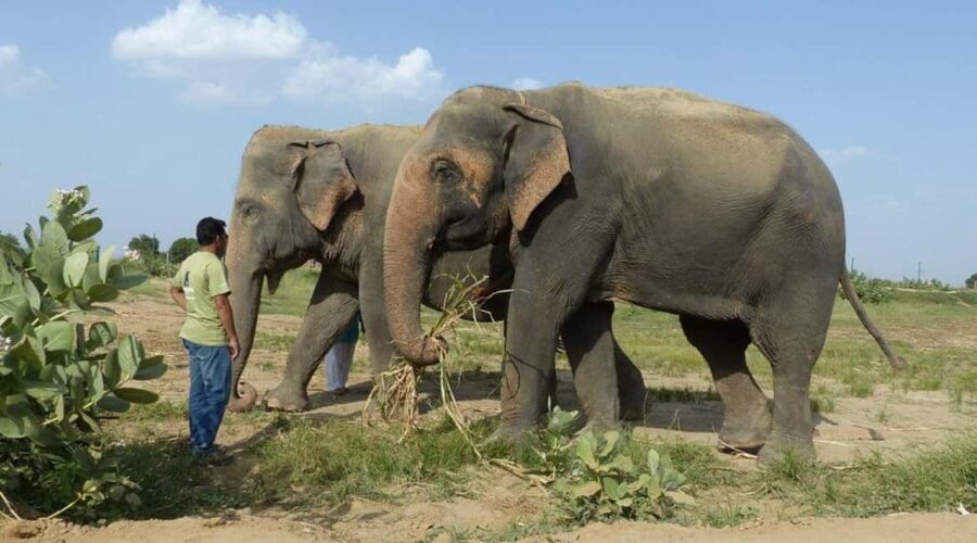 Wildlife SOS Elephant Sanctuary & Taj Mahal Tour from Delhi - Who Is This Tour Best For?
