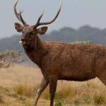 Wildlife Sri Lanka: 10-Day All-Inclusive Luxury Tour - Day 2: Safari in Wilpattu National Park