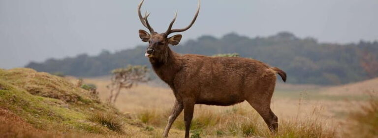 Wildlife Sri Lanka: 10-Day All-Inclusive Luxury Tour - Day 2: Safari in Wilpattu National Park