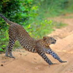 Wilpattu: Jeep Safari Day Tour From Trincomalee or Pasikudah - What to Expect from the Wilpattu Jeep Safari Tour