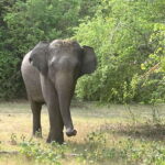 Wilpattu National Park Full Day Safari - FAQs
