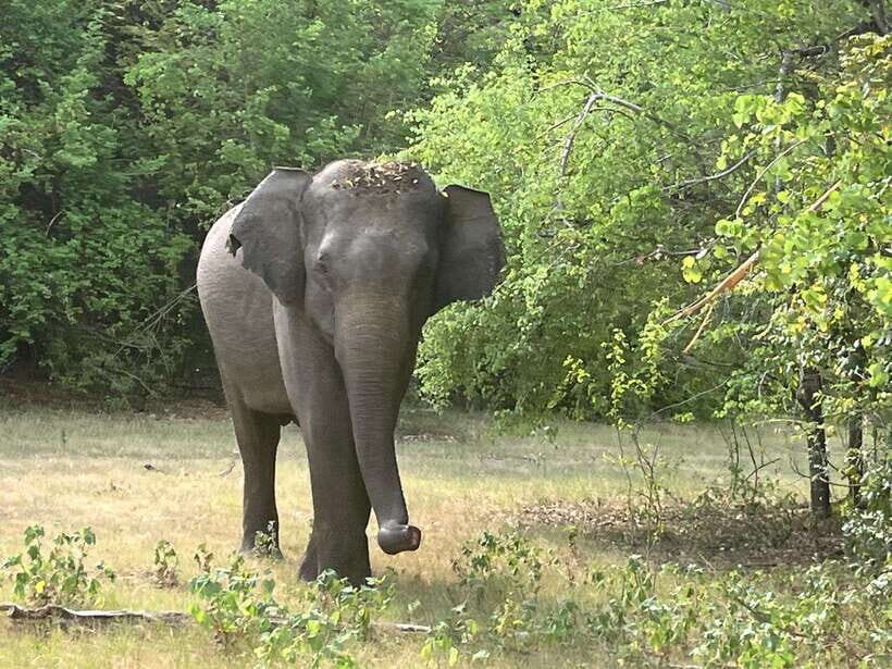 Wilpattu National Park Full Day Safari - FAQs