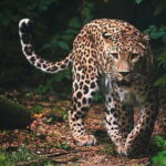 Wilpattu National Park | Private Safari - Practical Details and Tips