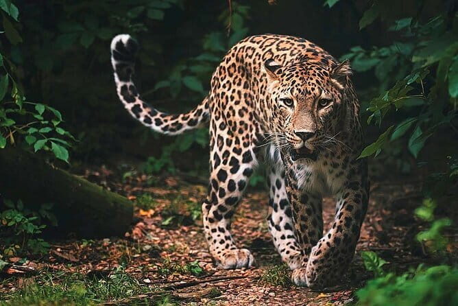 Wilpattu National Park | Private Safari - Practical Details and Tips