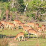 Wilpattu National Park Safari : Private 4x4 Jeep Safari - Exploring Wilpattu National Park Safari: What to Expect