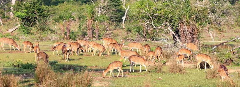Wilpattu National Park Safari : Private 4x4 Jeep Safari - Exploring Wilpattu National Park Safari: What to Expect