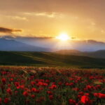 Windows Desktop Theme - Poppy Fields from Tashkent - FAQ