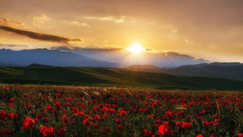 Windows Desktop Theme - Poppy Fields from Tashkent - FAQ