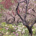 Wuhan: Sakura Blossom Tour with Hanfu Costume Try-On - Who Is This Tour Best Suited For?