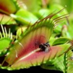 Xishuangbanna: Botanical Garden and Dai Garden 1-Day Tour - Delving into Dai Culture at the Dai Garden