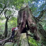 Yakushima: Outdoor 2-Activity Package - Is This Tour Right for You?