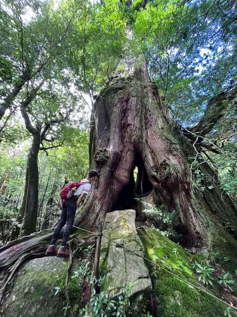 Yakushima: Outdoor 2-Activity Package - Is This Tour Right for You?