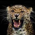 YALA BLOCK 5 & 6 (Weheragala & Lunugamwehera) Safari Tour - What You Can Expect from the Tour