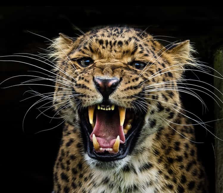 YALA BLOCK 5 & 6 (Weheragala & Lunugamwehera) Safari Tour - What You Can Expect from the Tour