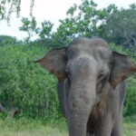 YALA BLOCK 5 & 6 (Weheragala & Lunugamwehera) Safari Tours - The Itinerary and What to Expect