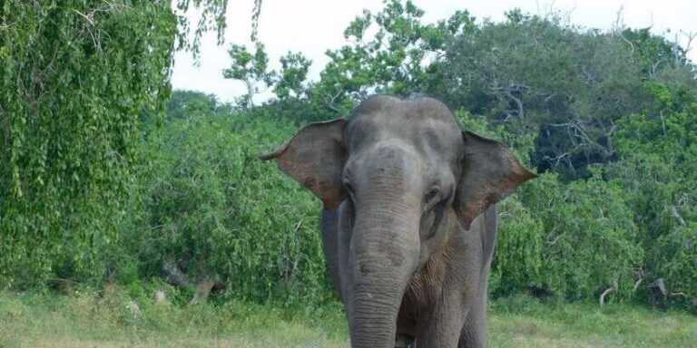 YALA BLOCK 5 & 6 (Weheragala & Lunugamwehera) Safari Tours - The Itinerary and What to Expect