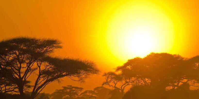 Yala Block 5: Private Morning or Evening Safari - A Closer Look at the Safari Experience