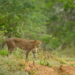 Yala Jeep Safari: Tour from Colombo/Pasikudah/Ella/Bentota - Is It Worth the Price?