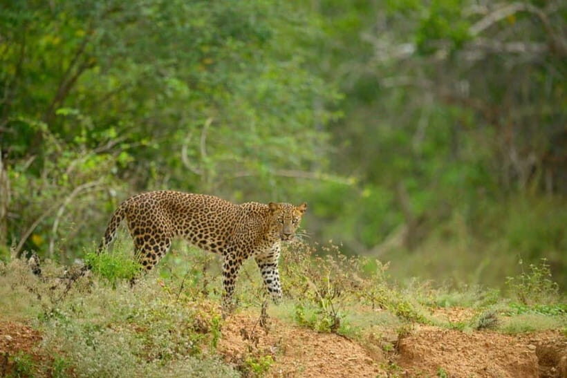 Yala Jeep Safari: Tour from Colombo/Pasikudah/Ella/Bentota - Is It Worth the Price?