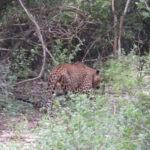 Yala National Park 4*4 Leopard Safari Tour - The Value of This Safari Tour