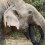 Yala National Park (block 5 & 6) Safari PRIVATE Tours - What Makes This Tour Stand Out?