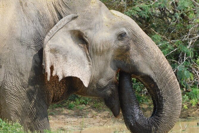 Yala National Park (block 5 & 6) Safari PRIVATE Tours - What Makes This Tour Stand Out?