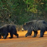 Yala National Park: Entrance Ticket - Exploring Yala National Park: What You Need to Know