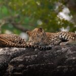 Yala National Park Full Day Safari Tour - What to Expect from the Tour