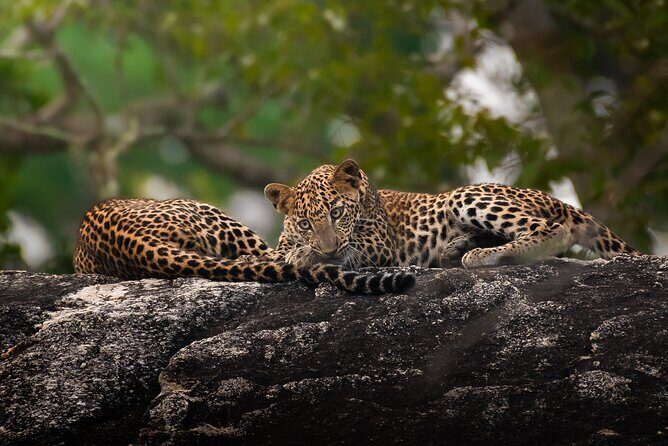 Yala National Park Full Day Safari Tour - What to Expect from the Tour