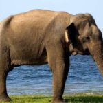 Yala National Park: Half, 7-Hour, or Full-Day Safari & Meals - The Itinerary Breakdown