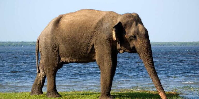 Yala National Park: Half, 7-Hour, or Full-Day Safari & Meals - The Itinerary Breakdown