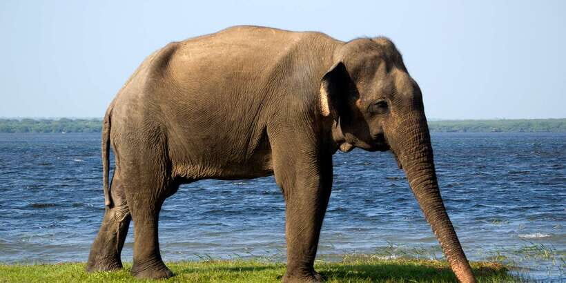 Yala National Park: Half, 7-Hour, or Full-Day Safari & Meals - The Itinerary Breakdown