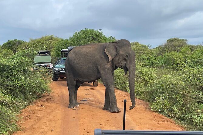 Yala National park: Half day & Full Day & Private - Safari Tours - The Sum Up