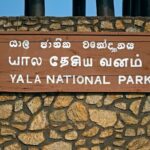 Yala National Park Half Day / Full Day Special Safari Tours - In-Depth Look at the Itinerary