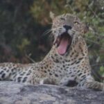 Yala National Park Half Day Safari - 4.30 a.m to 11.30 a.m - What Makes This Tour Stand Out?