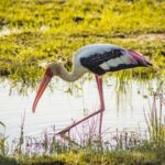 Yala National Park: Leopard Safari Half/Full-Day Safari - What to Expect from Your Yala Safari