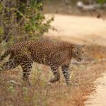 Yala National Park Safari Tours -Half Day & Full Day - Breaking Down the Itinerary