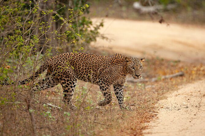 Yala National Park Safari Tours -Half Day & Full Day - Breaking Down the Itinerary