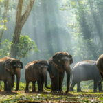 Yala National Park Safari Tours: Morning/Evening/Full Day - Who Is This Safari Best For?