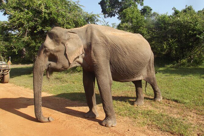 Yala National Park Special Leopard Safari Tour - Who Would Love This Tour?
