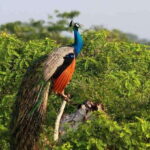 Yala Private Safari: Half-Day or Full-Day with Picnic Lunch - Who Should Consider This Safari?