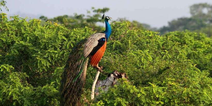 Yala Private Safari: Half-Day or Full-Day with Picnic Lunch - Who Should Consider This Safari?