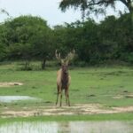 Yala Safari Half Day Tour - The Itinerary: What to Expect