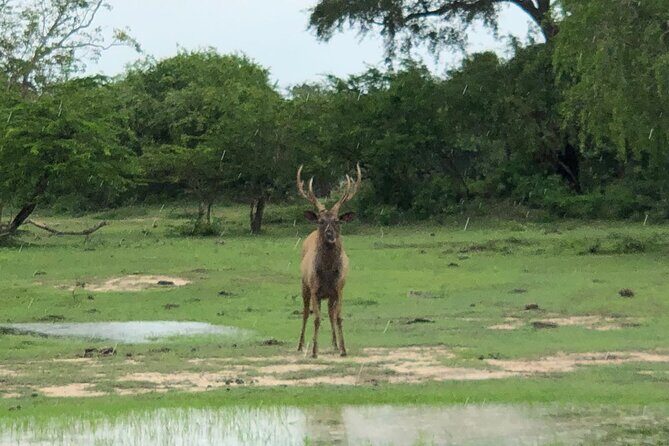 Yala Safari Half Day Tour - The Itinerary: What to Expect