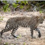 Yala Safari Private Day Tour Kaluthara/Beruwala/Bentota/Kosgoda/Ahungalla - Why This Tour Works Well for Certain Travelers