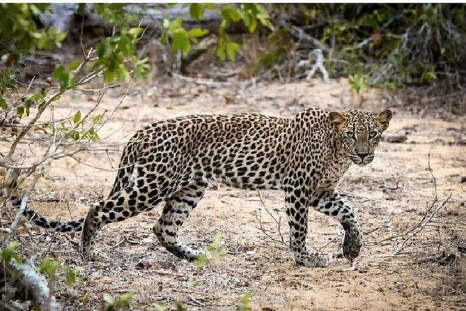 Yala Safari Private Day Tour Kaluthara/Beruwala/Bentota/Kosgoda/Ahungalla - Why This Tour Works Well for Certain Travelers