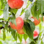 Yame & Kurume Tea Fields & Craft Tour  From Farm to Cup - Who Will Love This Tour?